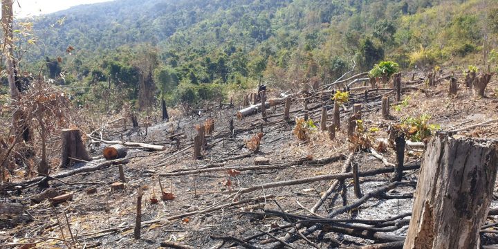 Cảnh sát vây bắt lâm tặc chặt phá rừng với quy mô lớn ở Quảng Bình