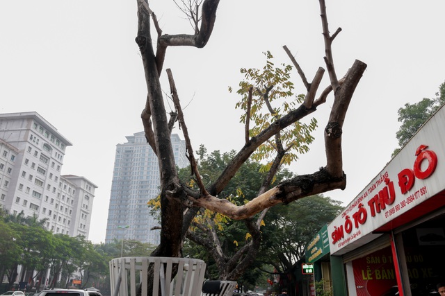 Hàng chục cây sưa đỏ chết khô trên đường phố Hà Nội