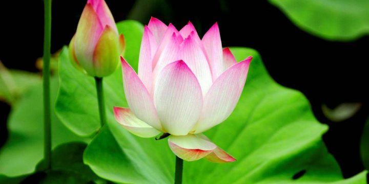 Hình tượng hoa sen trong văn hóa của người Việt Nam