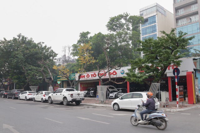 Hàng chục cây sưa đỏ chết khô trên đường phố Hà Nội