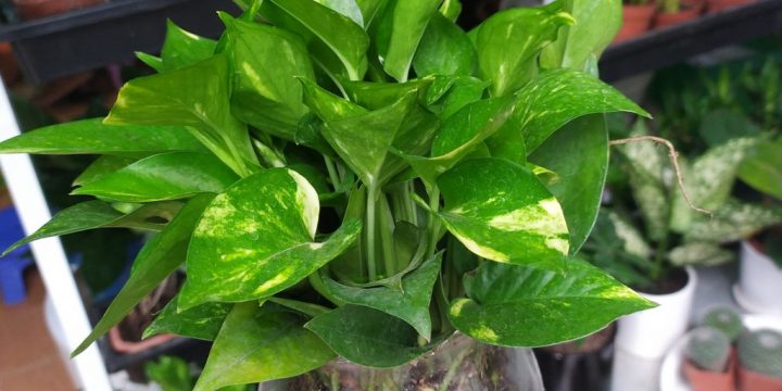 Top 10 loại cây lọc không khí trong nhà tốt nhất