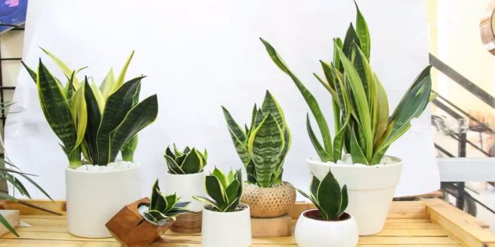 Trồng cây phong thủy ở ban công để hút tài lộc vào nhà